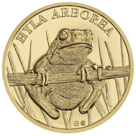 Minca zlatá 250 Dollars - Rosnička zelená - Fauna a flóra na Slovensku