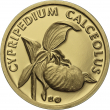 Fauna and flora in Slovakia-Cypripedium calceolus